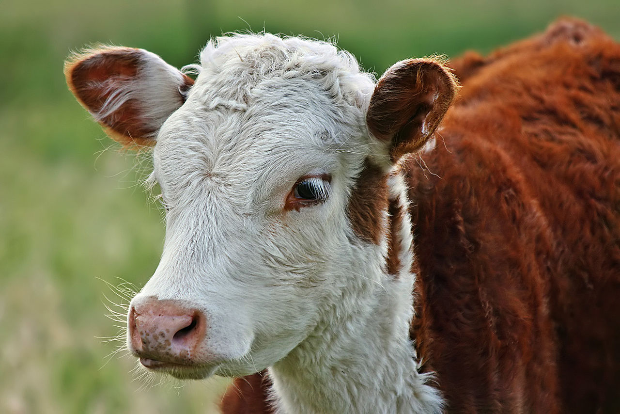 1280px-Hereford_Calf_Portrait,_SC,_Vic,_13_10_2007_edit