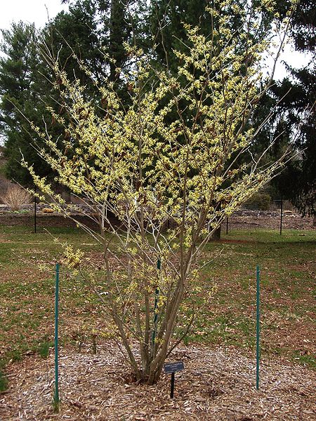 450px-Colonial_Park_Arboretum_and_Gardens_-_Hamamelis