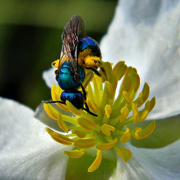 600px-Blue_Bee_(4867201318)