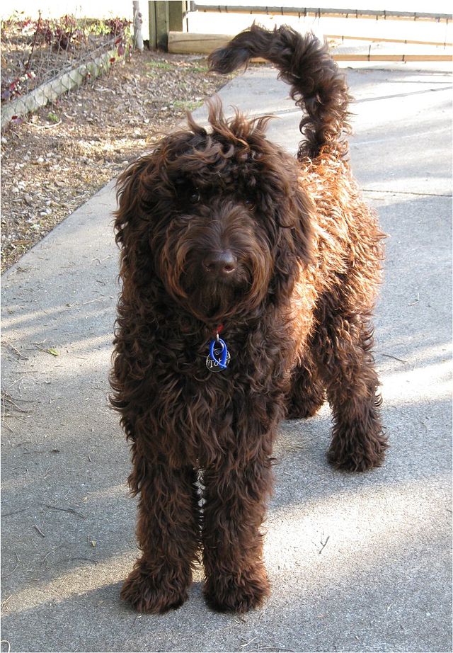 640px-Labradoodle-male-australian-9-months