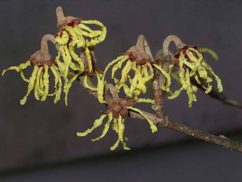 800px-Hamamelis_flowers