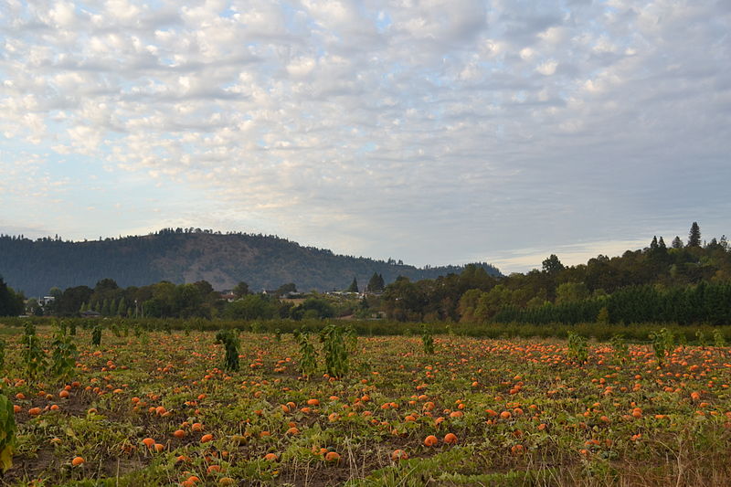 800px-Pumpkin_Patch_(Winchester,_Oregon)