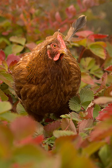 ChickenStrawberries041019-024-EJ6