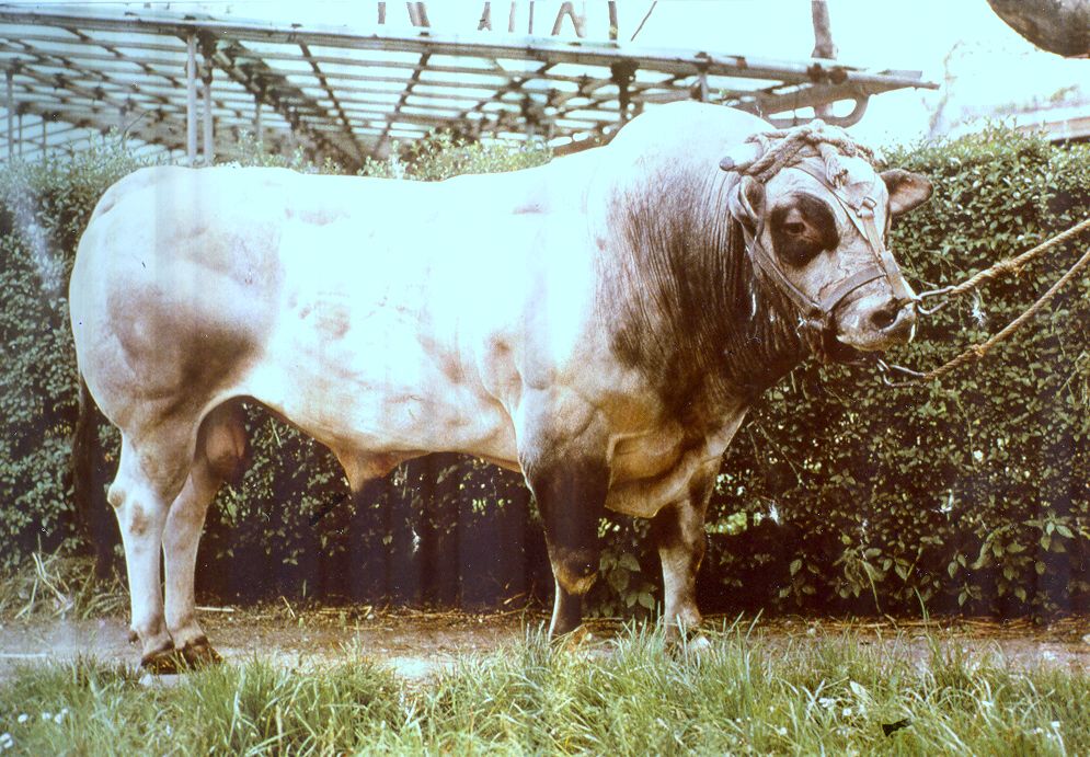Piemonteser_Bulle
