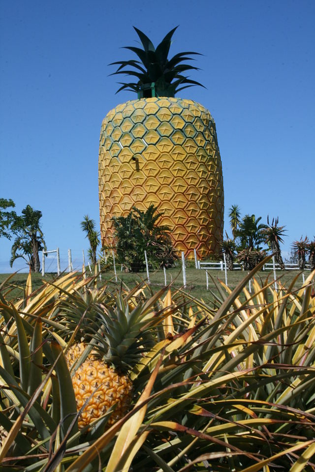 bathurst-640px-Eastern_Cape-Big_Pineapple-001