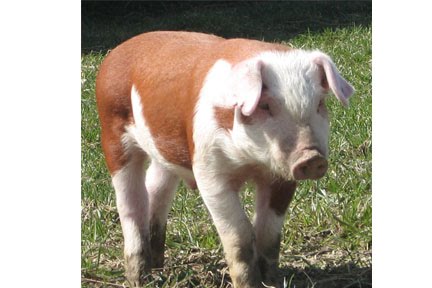 hereford-hog