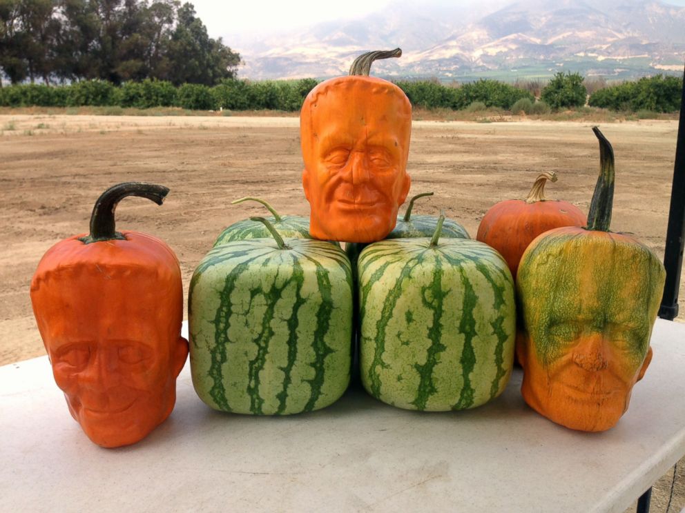 pumpkin-stein3