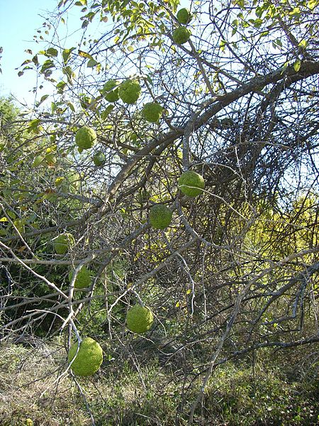 450px-Bois'd_Arc_-osage_orange-_tree