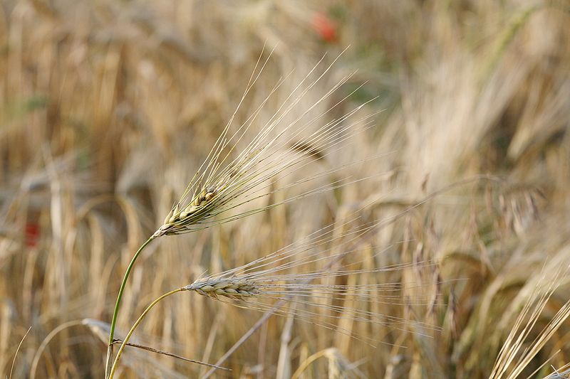 800px-Barley_fruit