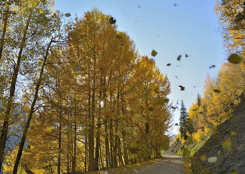 800px-Falling_Leaves_(8009304756)