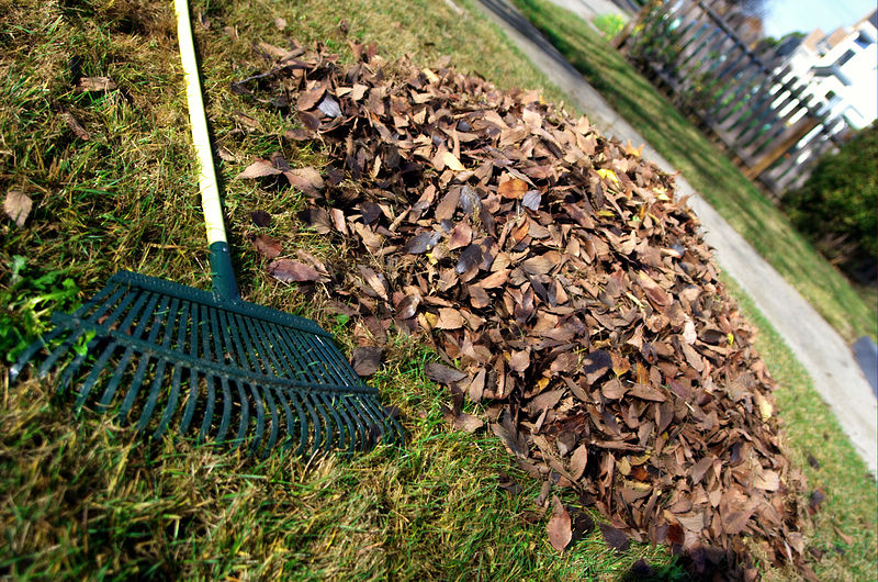 800px-Leaf_rake_and_leaves