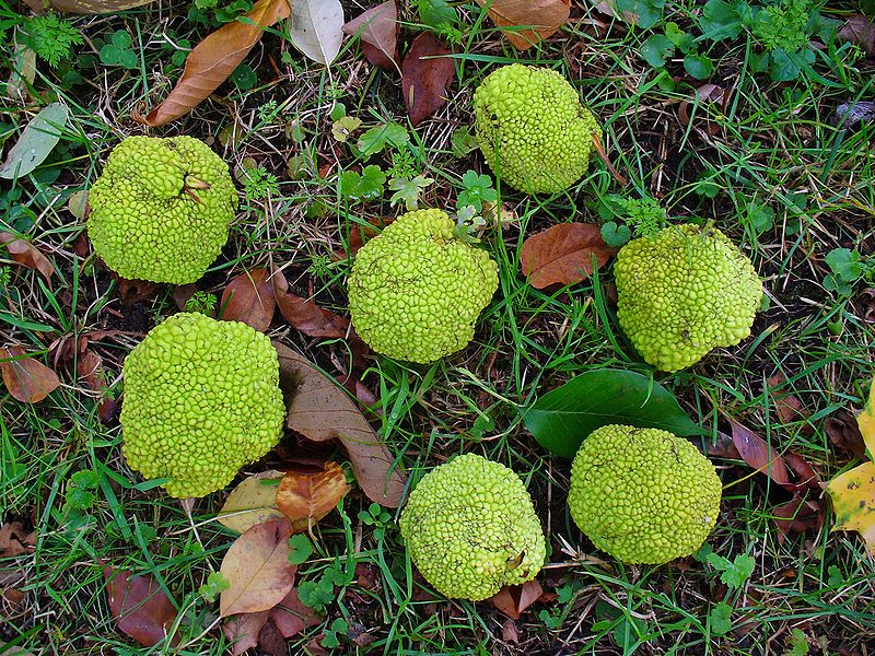 800px-Maclura_pomifera_005