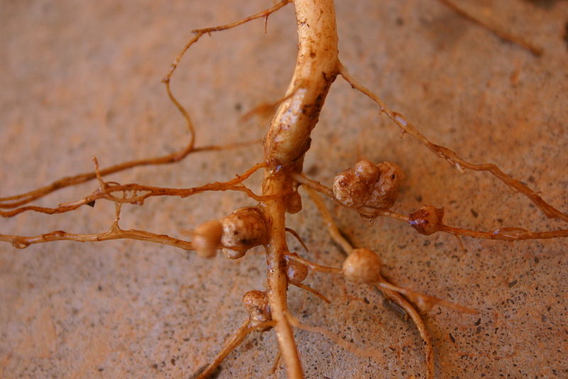 800px-Rhizobia_nodules_on_Vigna_unguiculata