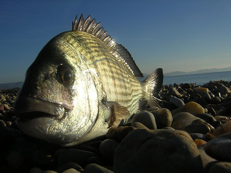 800px-Sar_commun_(Diplodus_sargus),_vue_de_face_(photocollage)