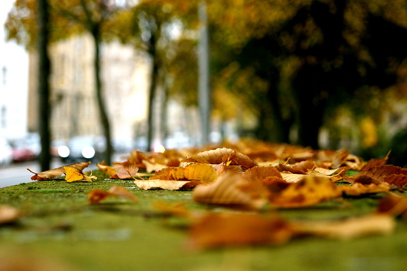 Fallen_leaves_on_a_mossy_underground