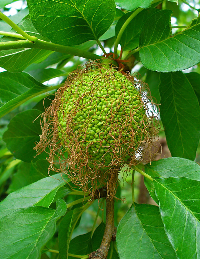 Maclura_pomifera_006