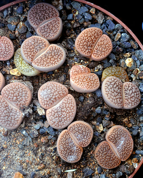 483px-Lithops_hookeri_001