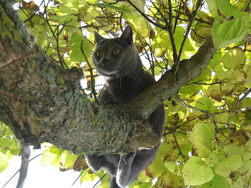 800px-Chartreux_cat_on_tree_-_Kartäuser_Katze_auf_Baum