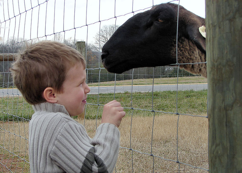 800px-Child_and_ewe