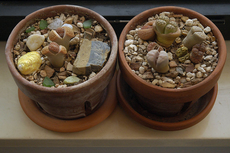 800px-Lithops_dividing