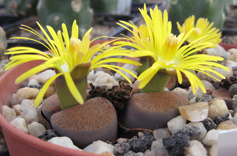 800px-Lithops_lesliei_ssp__lesliei_v__mariae_Cole_141_05