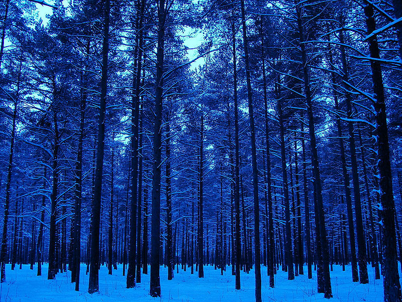 800px-Pines_in_winter,_Männiku