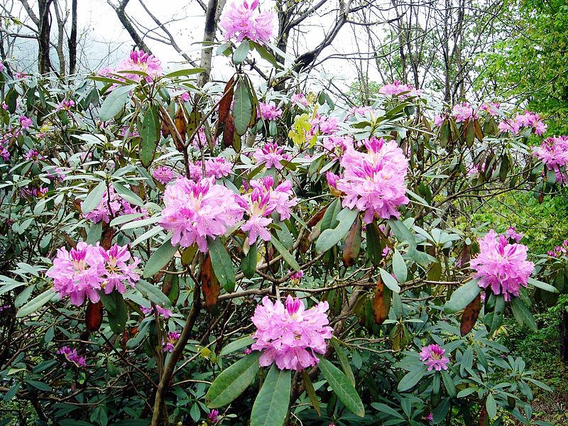 Rhododendron_ponticum_03630