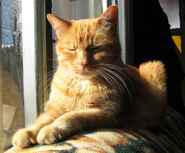 728px-Orange-tabby-cat-sun