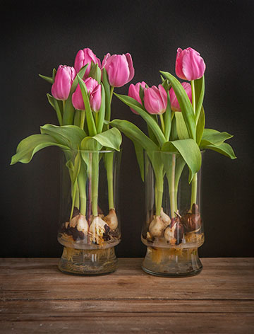 Tulips-7733