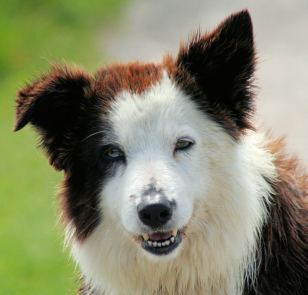 1024px-Border_Collie_liver_portrait