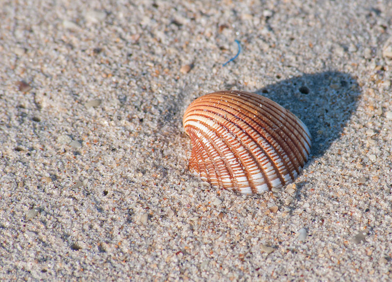800px-Seashell_unknown_2