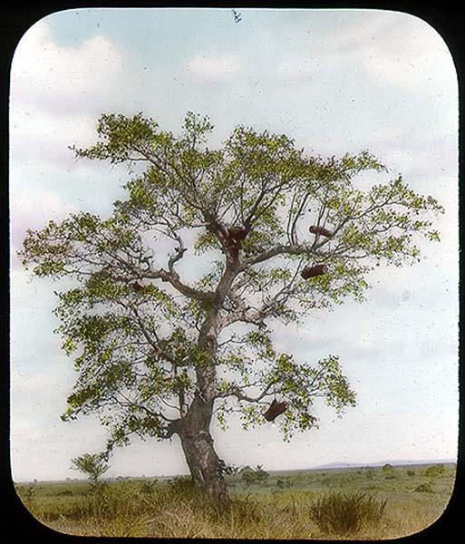 Bee_hives_in_tree