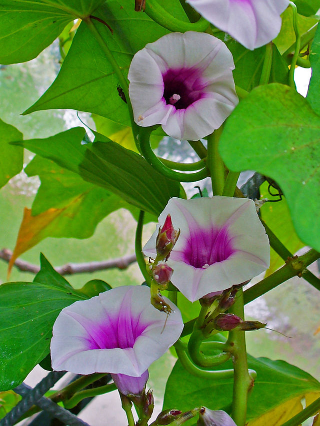 Ipomoea_batatas_002