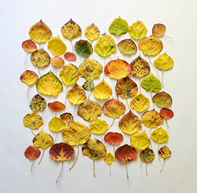 aspenleaves