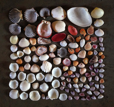 bivalves
