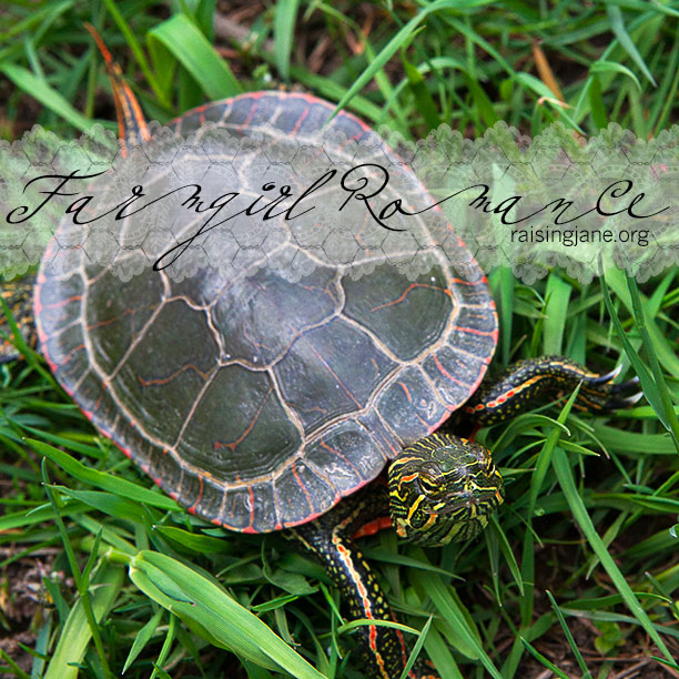 painted_turtle-1001