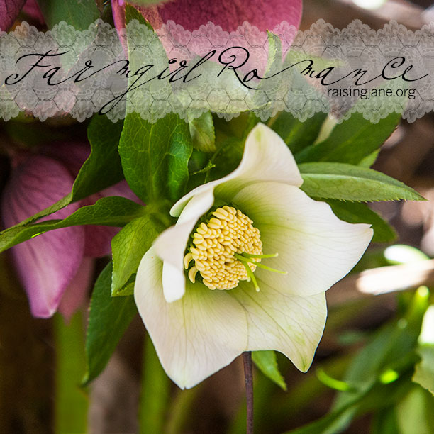 Lenten-Rose-0589