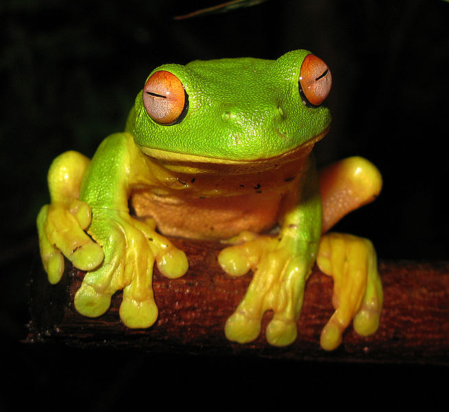 654px-Red-eyed_Tree_Frog_-_Litoria_chloris_edit1