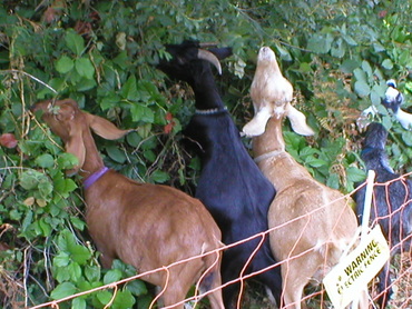 goats at work 2