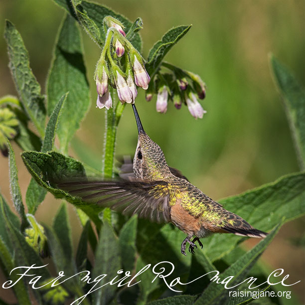 farm-romance_3496