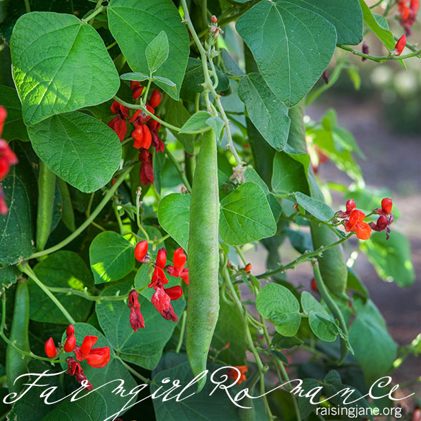 farm-romance_8977