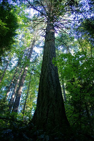 398px-An_old_growth_douglas_fir_towers_in_an_old_growth_forest