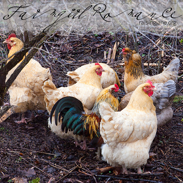 Farm-Romance-Chickens