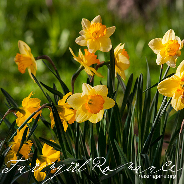 farm-romance_8797