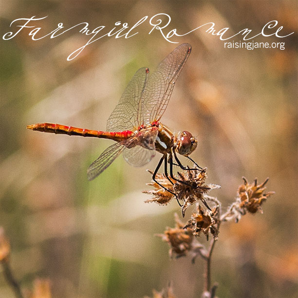 farm-romance_7201