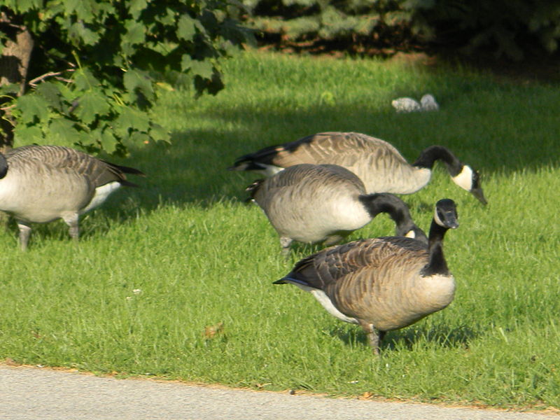 canadian_geese_lale