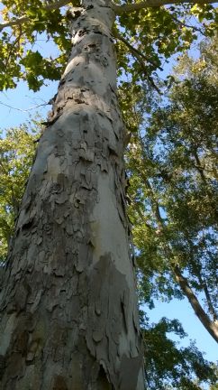 an_american_sycamore_tree