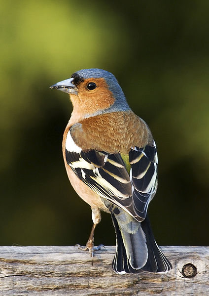 424px-Fringilla_coelebs_chaffinch_male_edit2