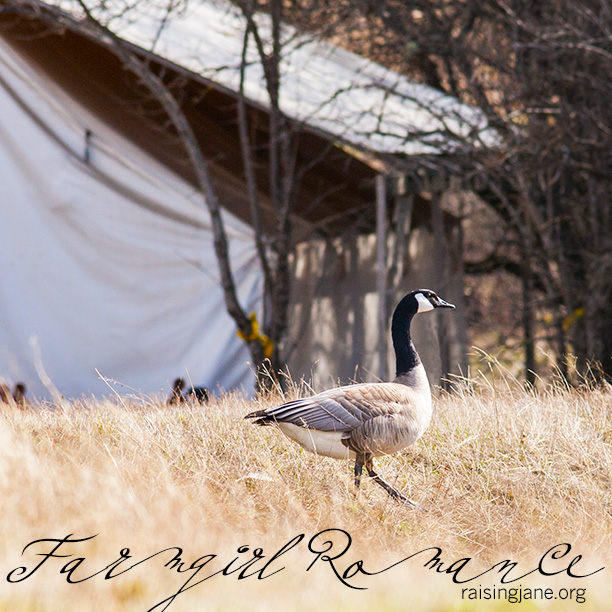 farm-romance_9163