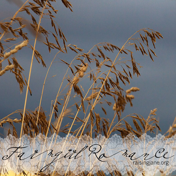 wild-grass-storm_3319